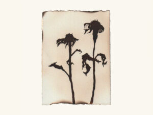 Shadows - After The Summer